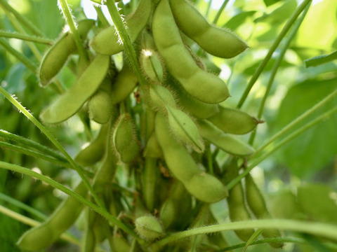 【8月のお届け】◎自然栽培◎山形県鶴岡特産「茶豆えだまめ」5kg