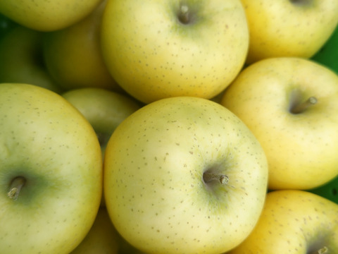 りんご（シナノゴールド）　５キロ