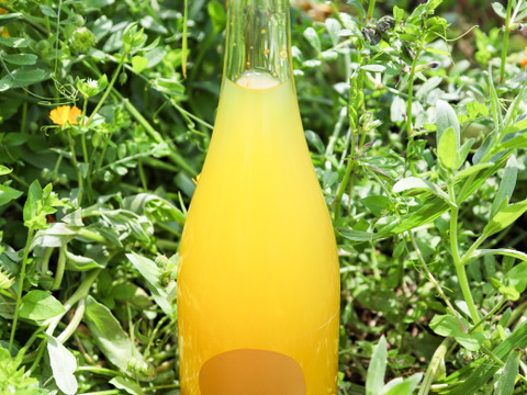 天然微炭酸‼️柑橘農家のみかんワイン　スパークリング