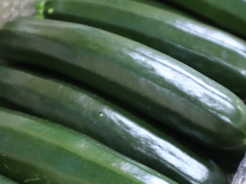 規格外ズッキーニ8kg 高知県土佐市産