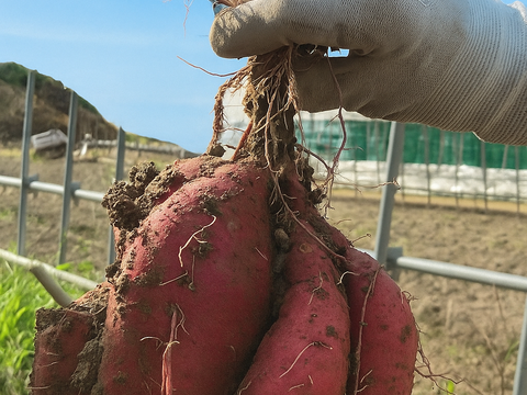 大人気‼️紅はるか4k入❗️焼き芋、大学芋最高です👍