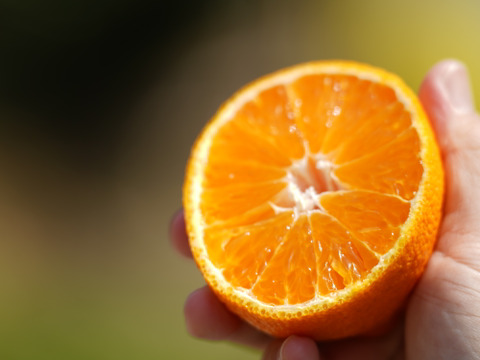 超完熟！超熟成！ハウス栽培不知火8〜12個