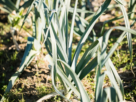 【お試し】今の旬！畑の野菜セット(約1kg) 1〜3品種の詰め合わせ