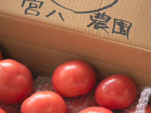 採れたて直送☆嘉麻市産☆桃太郎トマト１．５ｋｇ