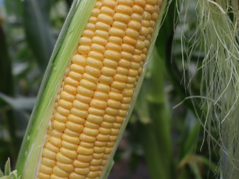 朝採れ新鮮ジューシー‼新品種「ゴールデンタイム」8本🌽銀座おむすび屋の御用達🍙魚沼産とうもろこし👑フルーツの様に甘い✨大きく食べ応え◎売り切れ次第終了‼夏ギフト🎁