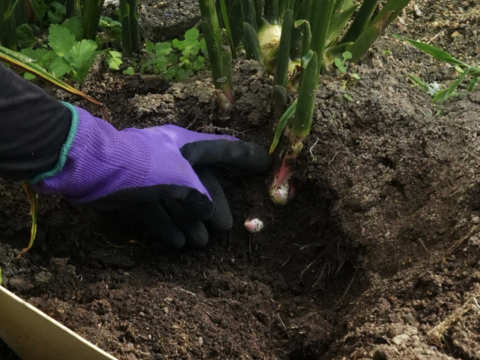 【残りわずか】新生姜3kg【淡路島が育んだ体と心のスパイス！】愛情込めた自社農園の新生姜3kg