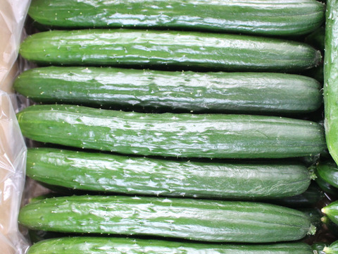 朝採り新鮮：A級品『きゅうり』2㎏（約20本）