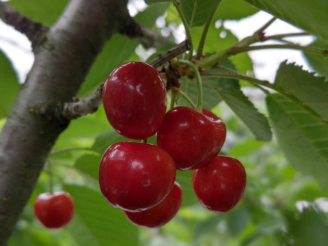 【紅てまり】特秀1kg(500gﾊﾟｯｸ×2)ﾊﾞﾗ詰