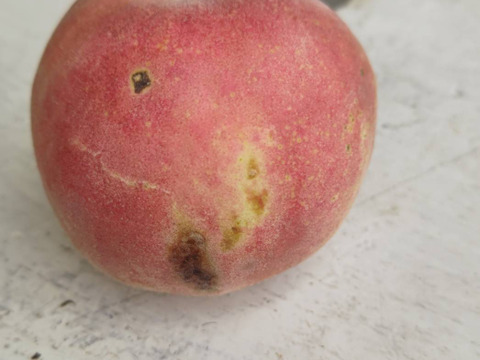 2箱分季節の白桃約2キロ5-10個入×2箱　訳あり家庭用  農薬半減栽培