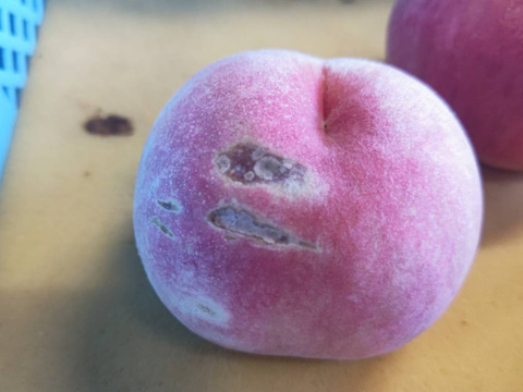 2箱分季節の白桃約2キロ5-10個入×2箱　訳あり家庭用  農薬半減栽培