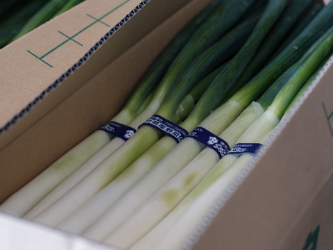 香りが強くて甘い！高原白ネギ「夏の宝山」　20〜30本 Ｌ・２Ｌ 10束