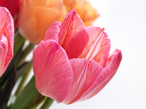 フラワーバレンタイン！　チョコレートチューリップ　（染チューリップ）　2月13日（金）発送　3～4 品種　10本　　※北海道・沖縄発送不可※