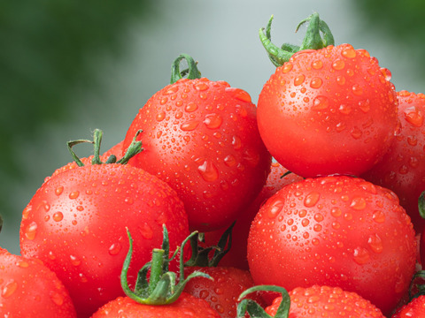 【糖度8以上保証】フルーツトマト「フルティカ」1kg×1箱～甘さと品質に自信あり～