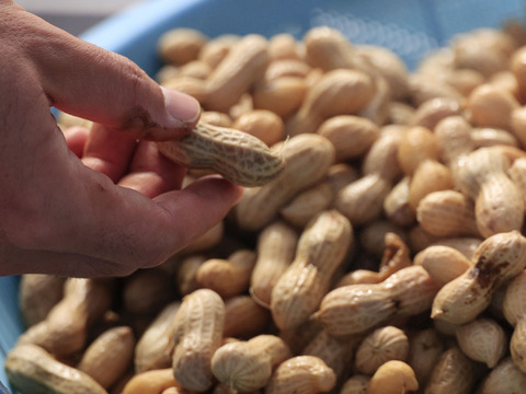 【十勝育ち】生落花生🥜茹でてホクホク甘味たっぷり 1kg(500g×2)セット