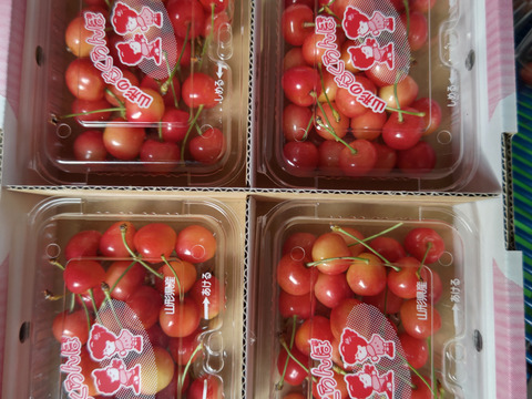 佐藤錦　◯秀以上　L以上　200 g×4パック