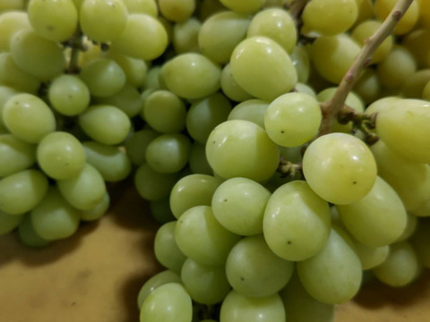 シャインマスカット 訳あり(約1kg)2~4房