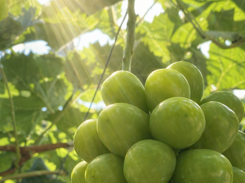 【最高ランク特秀】晴れの国岡山 シャインマスカット大粒1.2kg（600g×2）
