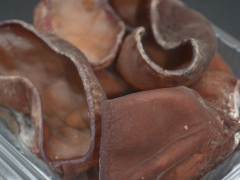 【潮風ぷりぷり食感！】純国産・潮風のミネラルたっぷりの『潮風生きくらげ』200g×2パック。栄養満点、美容にもいいキクラゲ