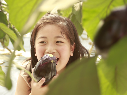 生でガブっと！絶品泉州水なす14房