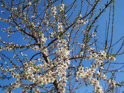 山形県産マルコナアーモンド殻付き　1000g
