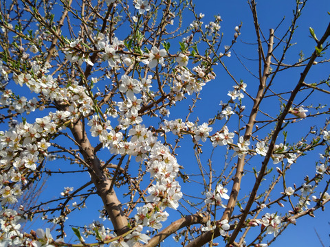 貴重な国産！山形県産マルコナアーモンド殻付き　500g