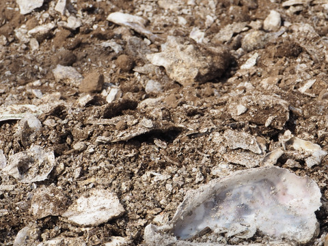 【有機肥料•農薬不使用】喉を潤すジューシーさと飽きない優しい甘み♡福井で生まれた華小町トマト！【1kg】