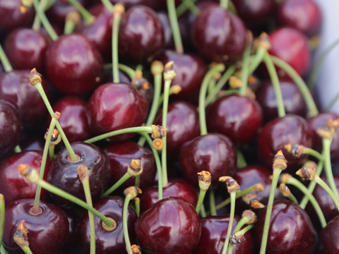 山形のさくらんぼ「紅さやか」700gバラ詰め