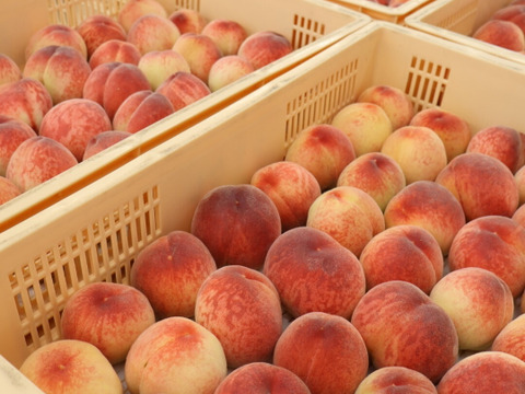 【特別価格！】極早生桃「はなよめ」5kg【2日間限定】