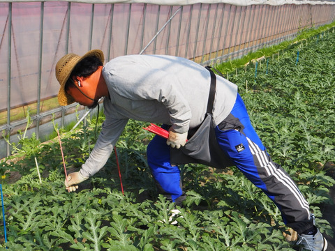 思わず笑顔が溢れる♡驚くほど甘〜い！祭りばやし大玉スイカ【4Lサイズ10〜12キロ/1玉】数量限定！