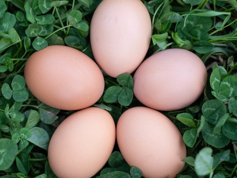 自然養鶏　平飼い卵　6個