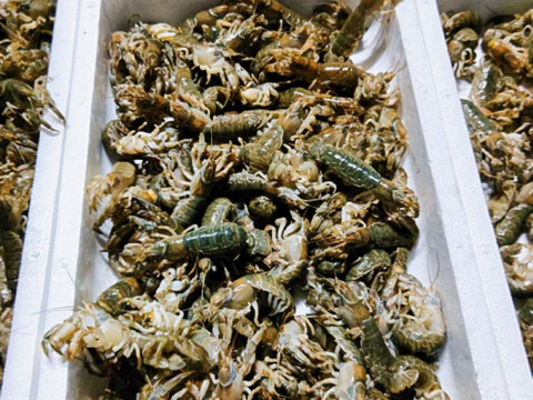 【12月上旬まで！数量限定】有明海産の極上珍味！アナジャコ、マジャク、シャク！漁師直送！(500g・20匹前後)