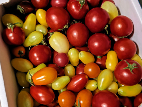 【ZM1.8】【食べ比べ】皮が薄くジューシーなゼッピン娘　×　映えるカラフルフルーツトマト　1.8kg【トマト食べ比べ】