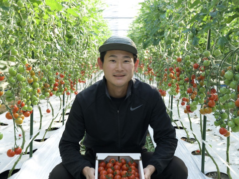 １日３粒の健康法♪毎日食べたくなるミニトマト♪１キロ