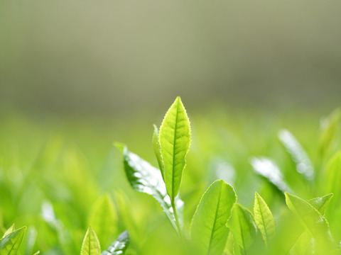 【父の日ギフト】新茶シーズン！おいしい煎茶リーフ茶ギフト　メッセージ入りギフト　伊勢わたらい茶