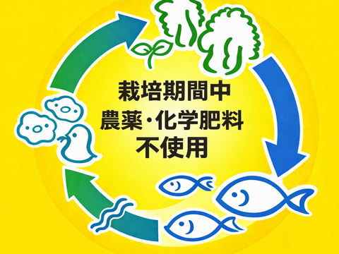 【限定】イタリアンパセリ100gディル30gルッコラ200gお料理で大活躍‼️アクアポニックス野菜🐟