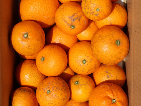 農家直送！きよみオレンジ　家庭用5kg  【平武農園】〜蛍飛ぶ町から旬の便り〜　和歌山｜有田｜田口｜ギフト