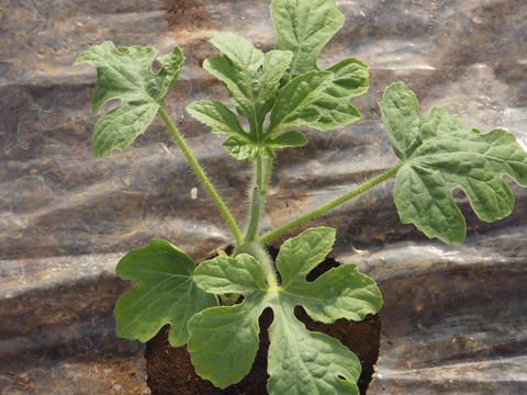 思わず笑顔が溢れる♡驚くほど甘〜い！祭りばやし大玉スイカ【4Lサイズ10〜12キロ/1玉】数量限定！
