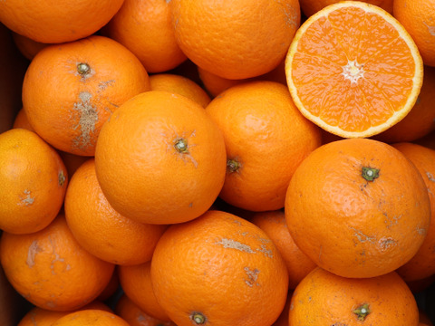 農家直送！きよみオレンジ　小玉訳あり10kg  【平武農園】〜蛍飛ぶ町から旬の便り〜　和歌山｜有田｜田口｜ギフト