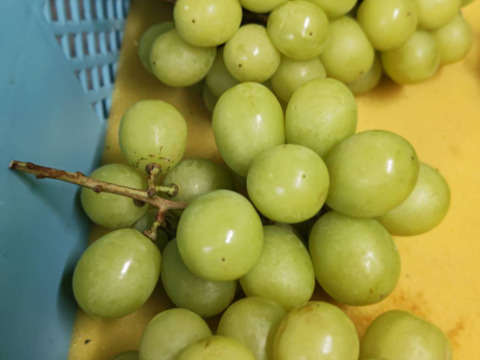 シャインマスカット 訳あり(約1kg)2~4房