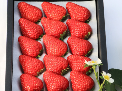 【全国いちご選手権銀賞受賞！】《贈答》おいCベリー他『晴れの国岡山の樹上完熟いちご』特選400g贈答ギフト（品種おまかせ、約400g）