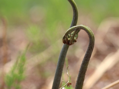 【天然】くせになる食感！やみつき！標高1000ｍのわらび お試しサイズ 重曹つき(500ｇ)新潟県妙高市産