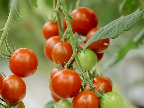 【福袋2025】贅沢無添加トマトジュースと贅沢トマトジャムの豪華セット