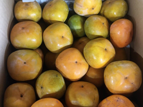 2箱分すぐ発送！完全農薬0栽培！　訳あり柿　渋抜き済み　箱込3.5キロ以上　安心安全な柿