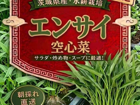 【水耕栽培】シャキシャキ空心菜（エンサイ）つくば市・ヒビキファームより直送！5kg