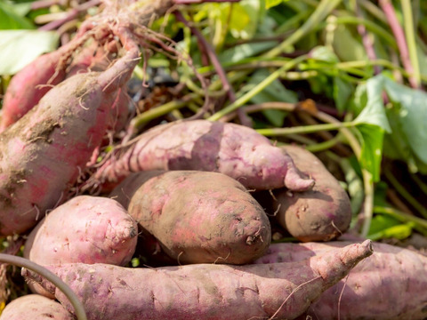 【あまさ控えめ、べにあずま】紅あずま５ｋｇ(箱入)　10月以降～発送予定！　熟成期間１ヶ月超！　さつまいも！　特別栽培品！