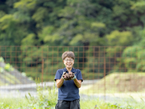 【年末大特価】紅はるか(ML)と安納芋（２Ｓ~Ｓ）２０kgセット！栽培期間中農薬不使用の「さつまいも」
