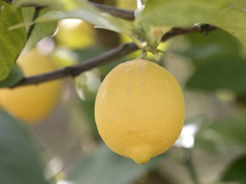 【冷凍ジュース、市販品の酸っぱさが物足りない方へ太良産自慢のれもん】れもん生絞り冷凍ジュース1000㎖