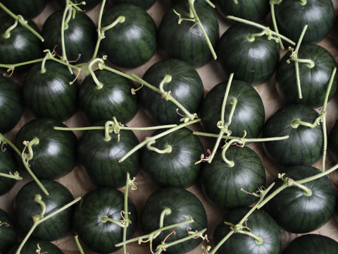 品種違い食べ比べ！小玉スイカ『ひとりじめ』『ひとりじめBonBon』セット