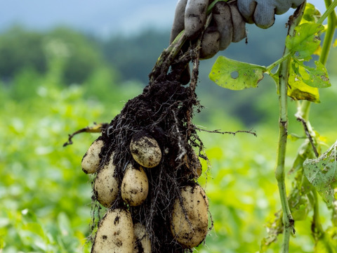 【土付きで保存可能】　兵庫県但馬産新じゃが！　《きたあかり　箱入20kg》
