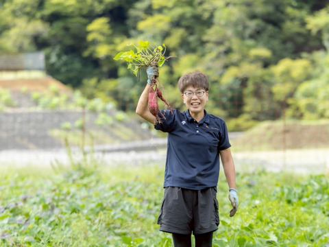【１人１回だけの特別価格】紅はるか２ｋｇ(箱入)　11月以降～発送予定！　熟成期間２ヶ月超！　さつまいも！　栽培期間中農薬不使用！